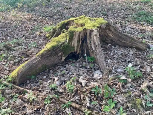 Souche en décomposition