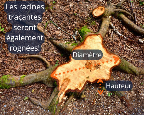 Souche d'un arbre âgé