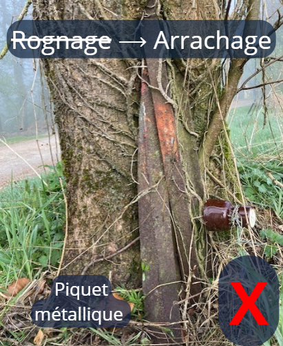 Piquet métallique ancré dans une souche